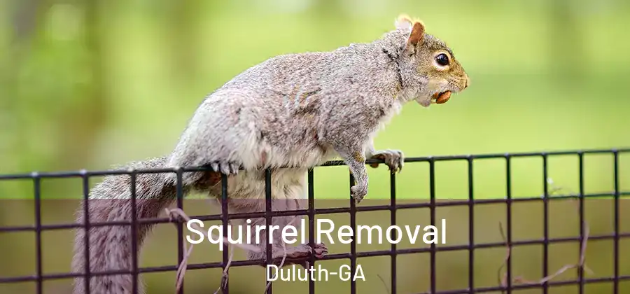 Squirrel Removal Duluth-GA