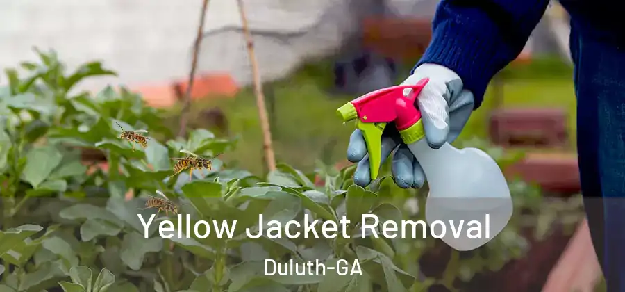 Yellow Jacket Removal Duluth-GA